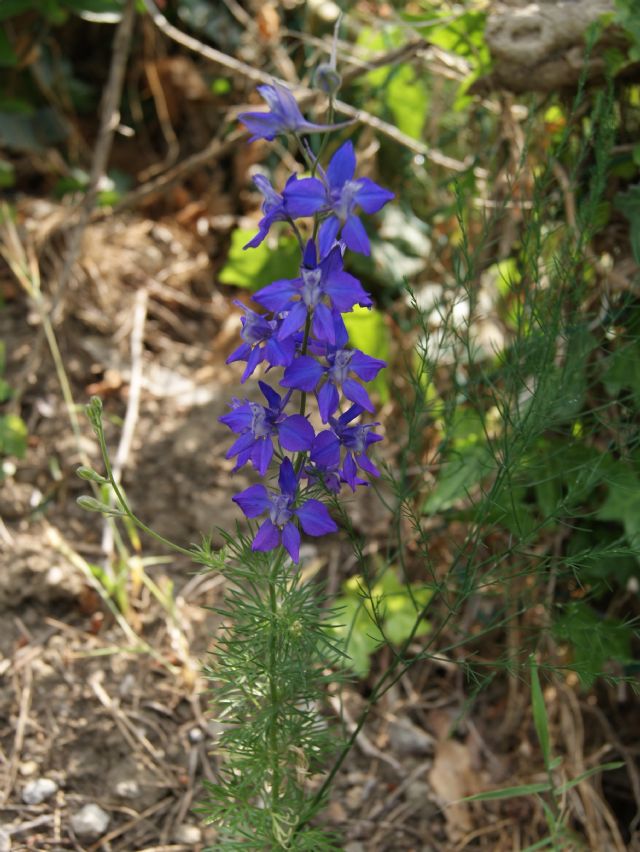 fiori azzurro viola - Delphinium ajacis